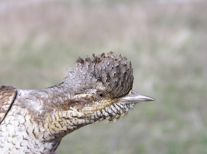 Eurasian Wryneck, Sundre 20050512